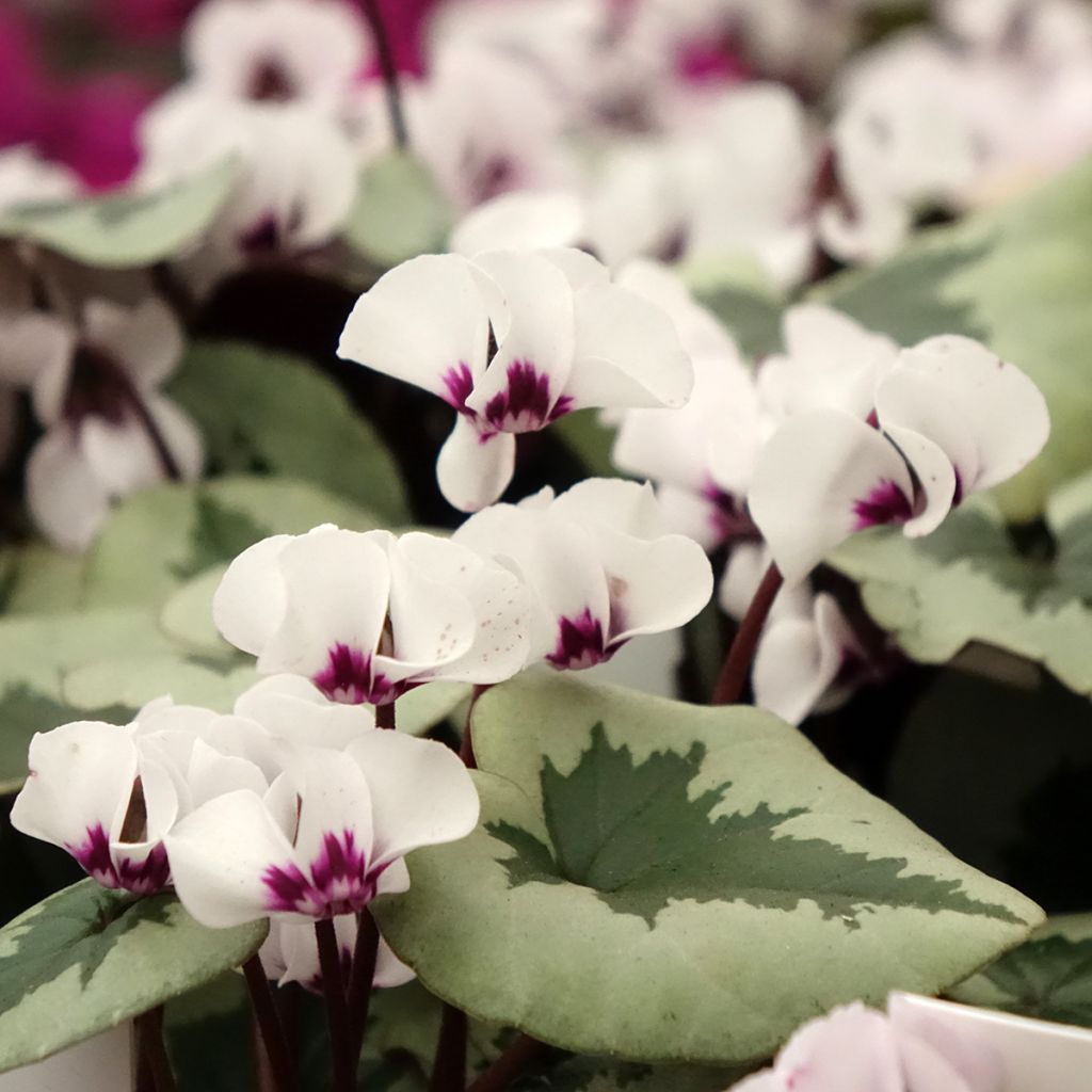 Cyclamen coum White Christmas Tree