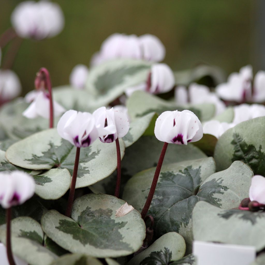 Cyclamen coum White Christmas Tree