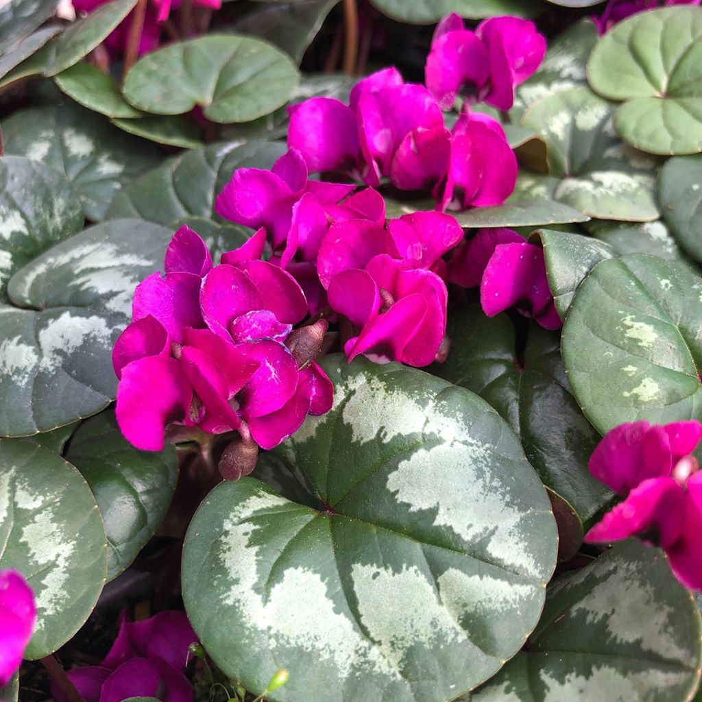 Cyclamen coum Meaden's Crimson feuillage marbré