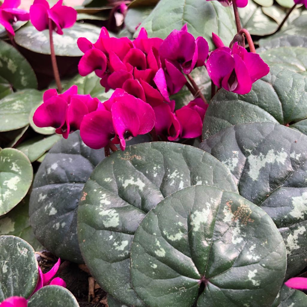 Cyclamen coum Meaden's Crimson feuillage marbré