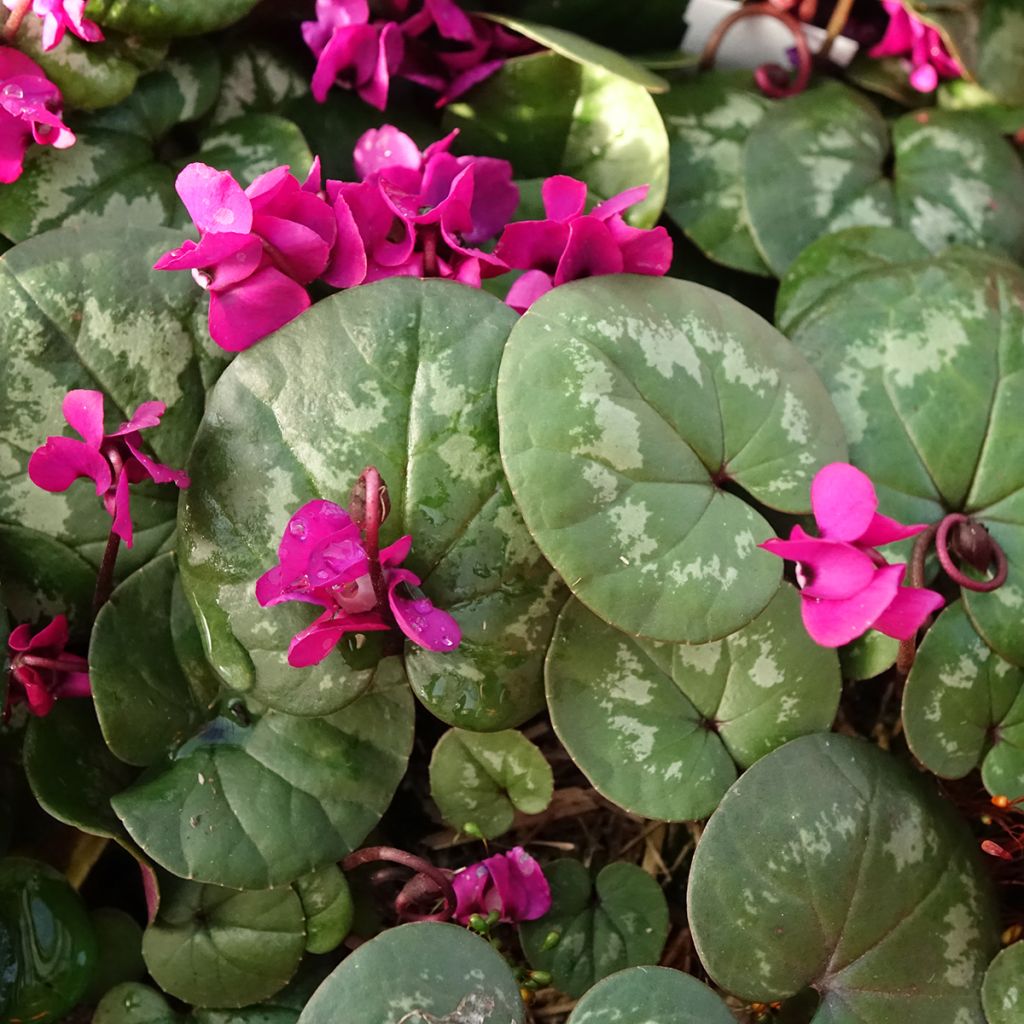 Cyclamen coum Meaden's Crimson feuillage marbré