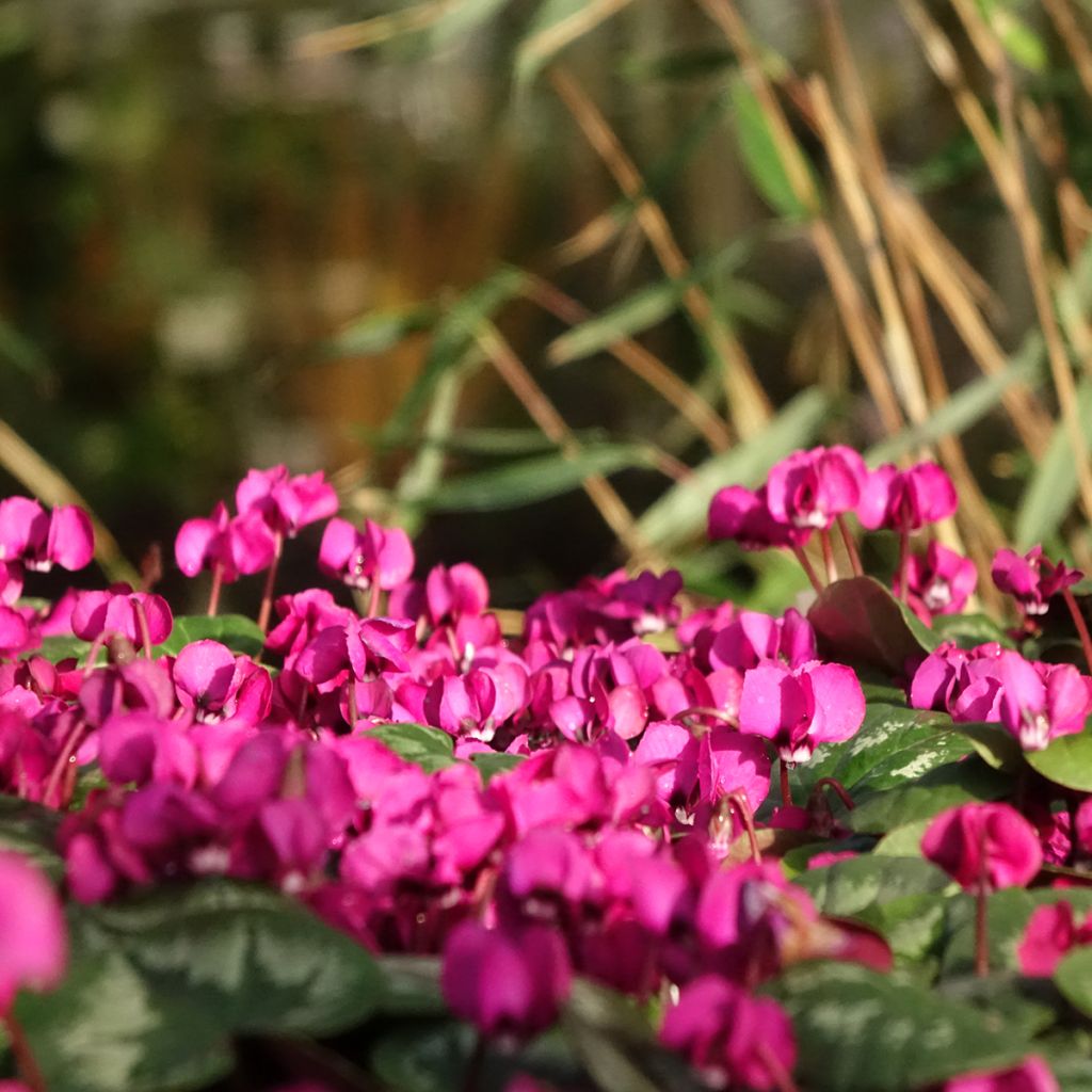 Cyclamen coum Meaden's Crimson feuillage marbré