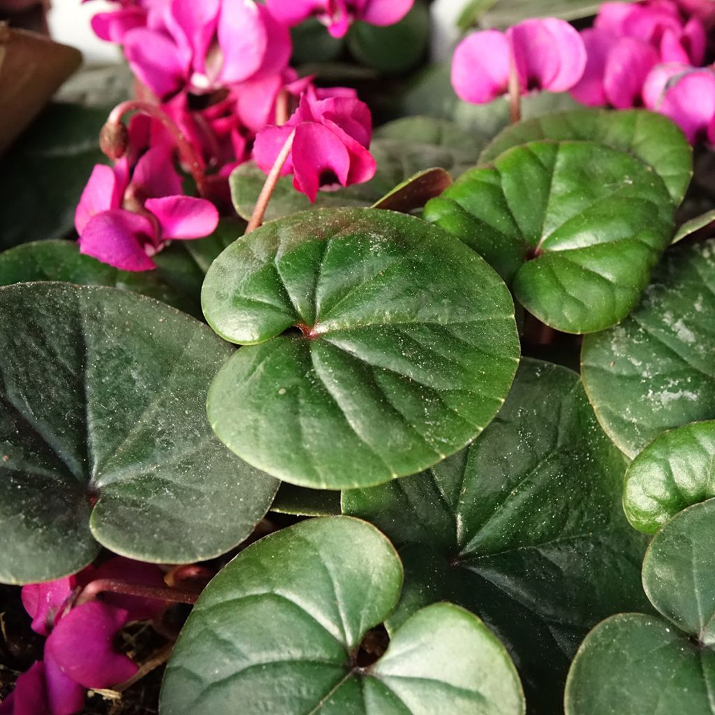 Cyclamen coum Meaden's Crimson feuillage vert