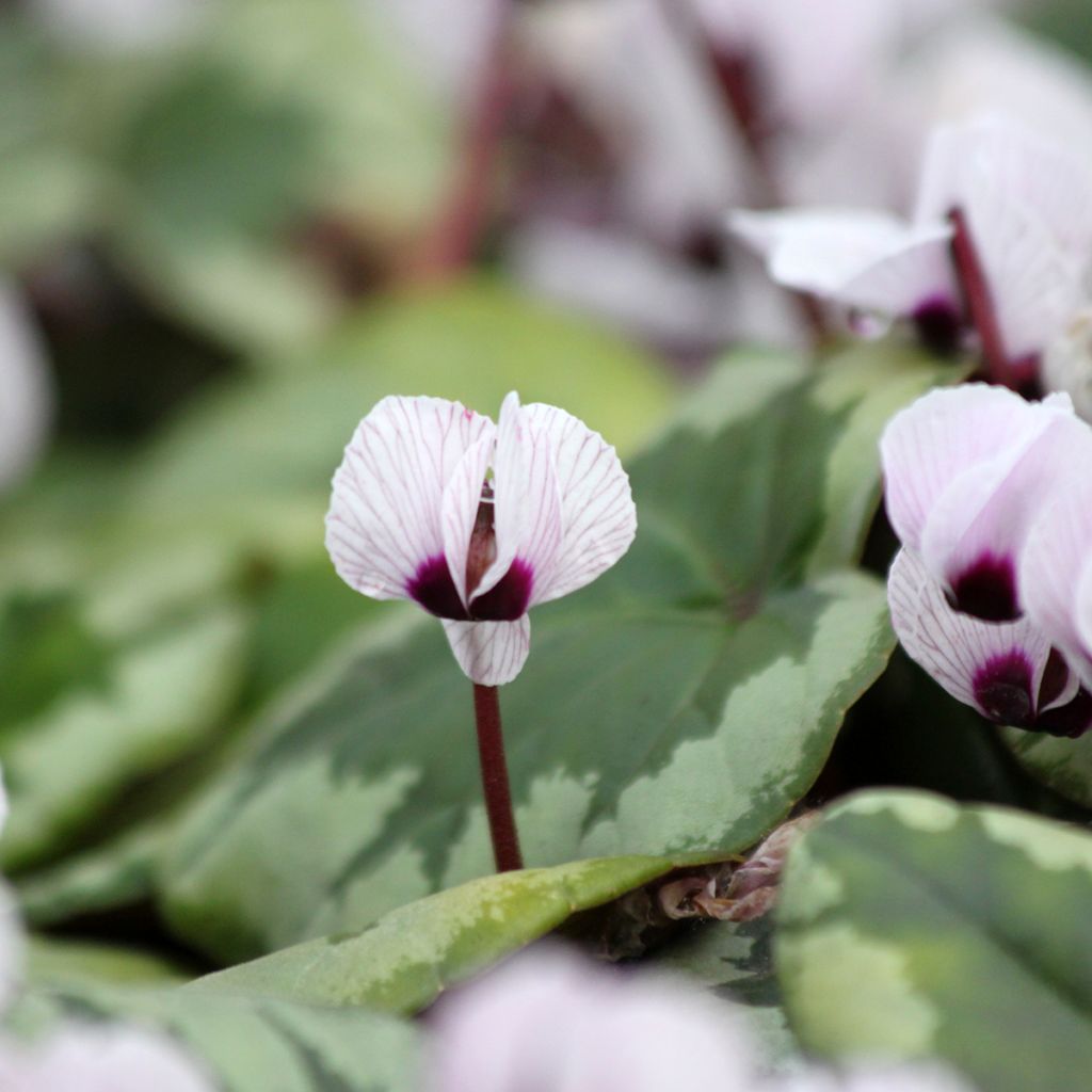 Cyclamen coum Porcelain