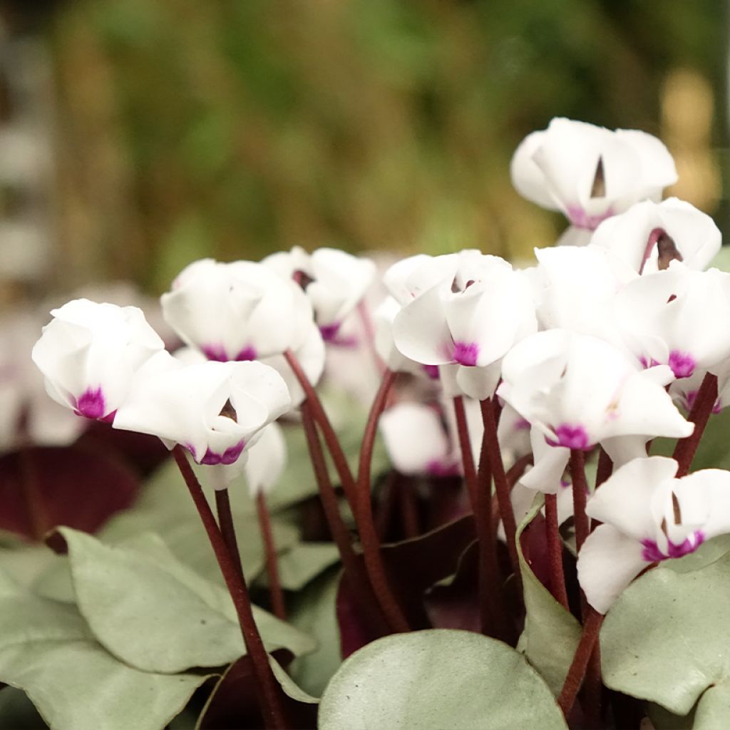 Cyclamen coum White Grey