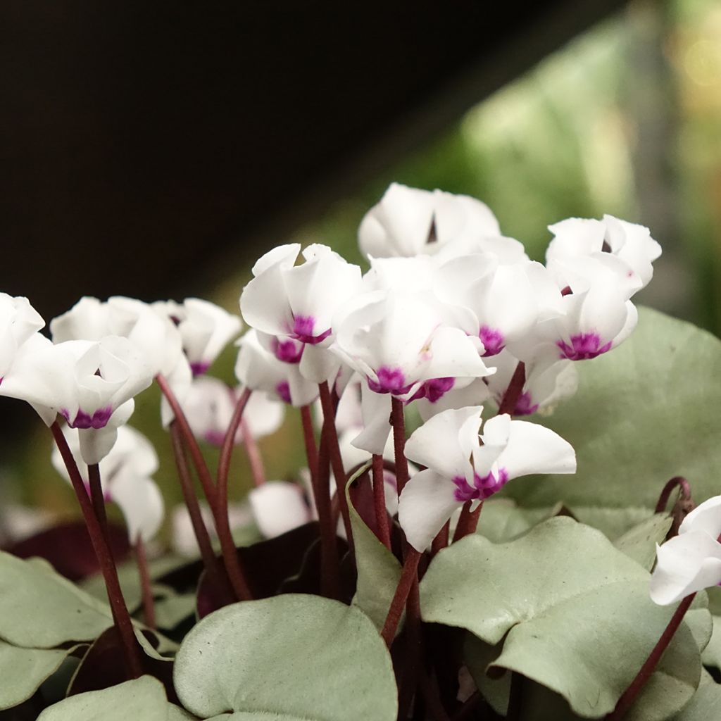 Cyclamen coum White Grey