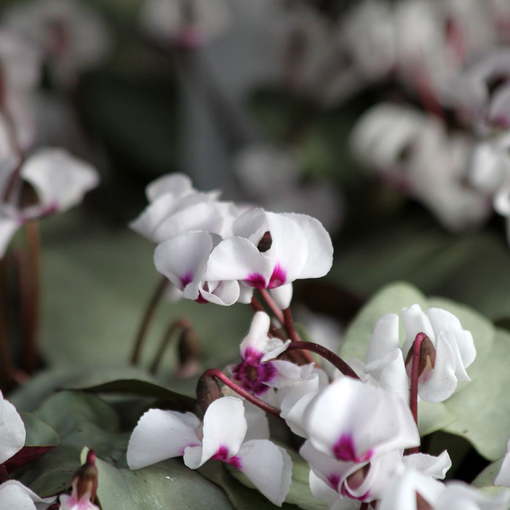 Cyclamen coum White Grey