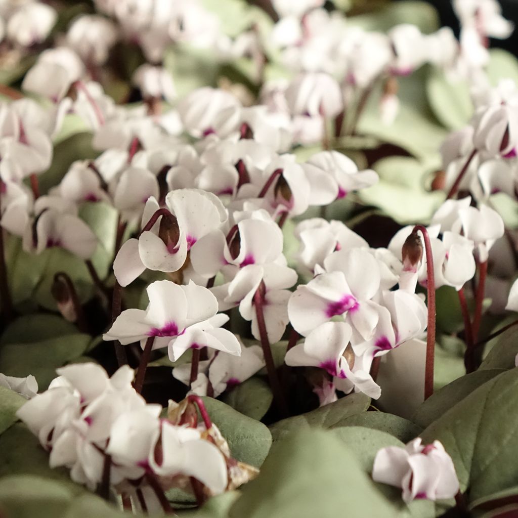 Cyclamen coum White Grey