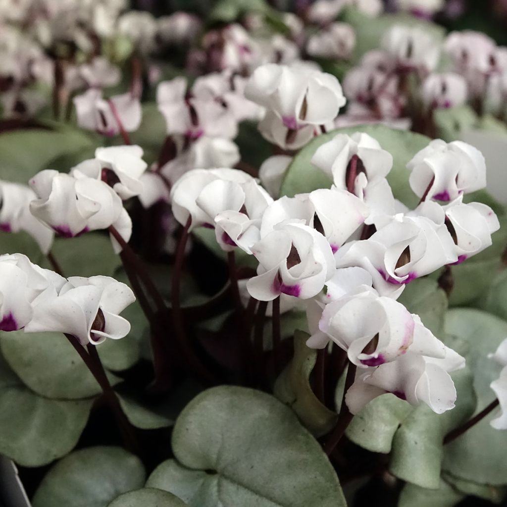 Cyclamen coum White Grey