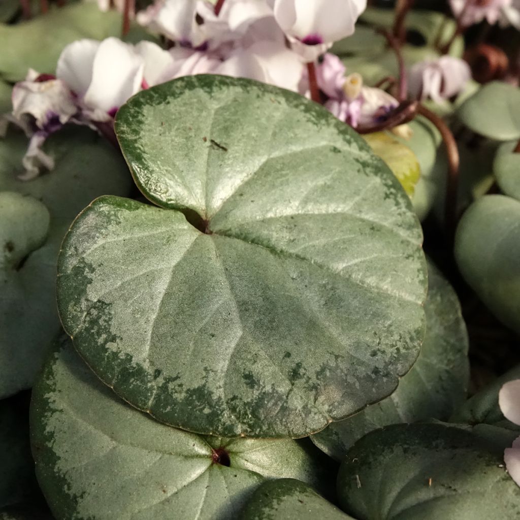 Cyclamen coum White Grey