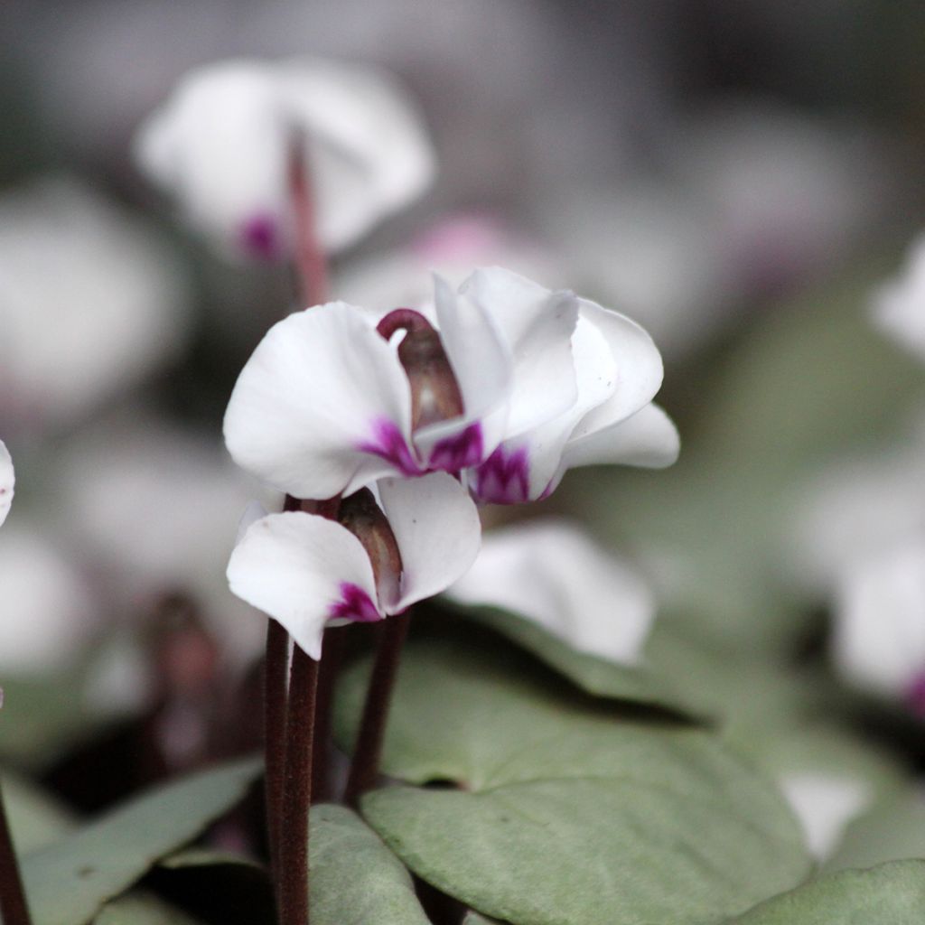 Cyclamen coum White Grey