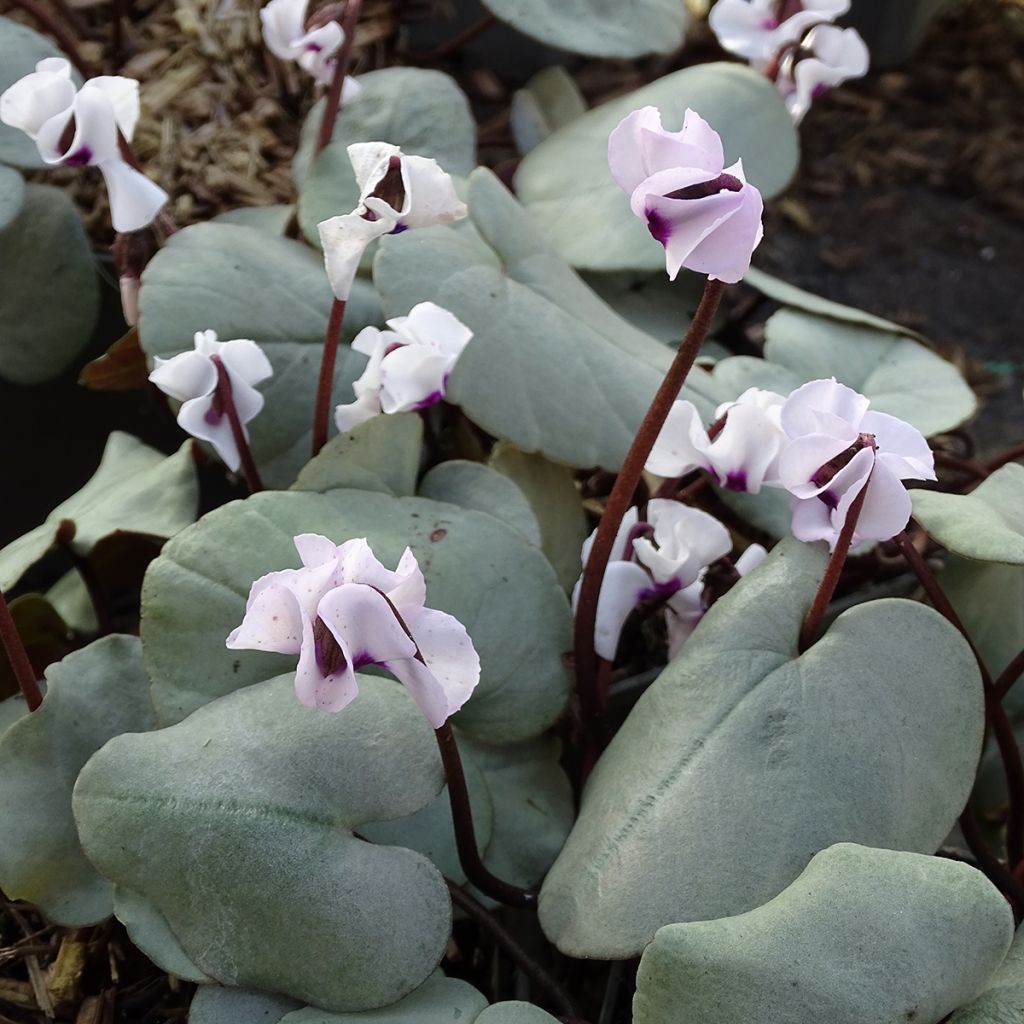 Cyclamen coum White Grey