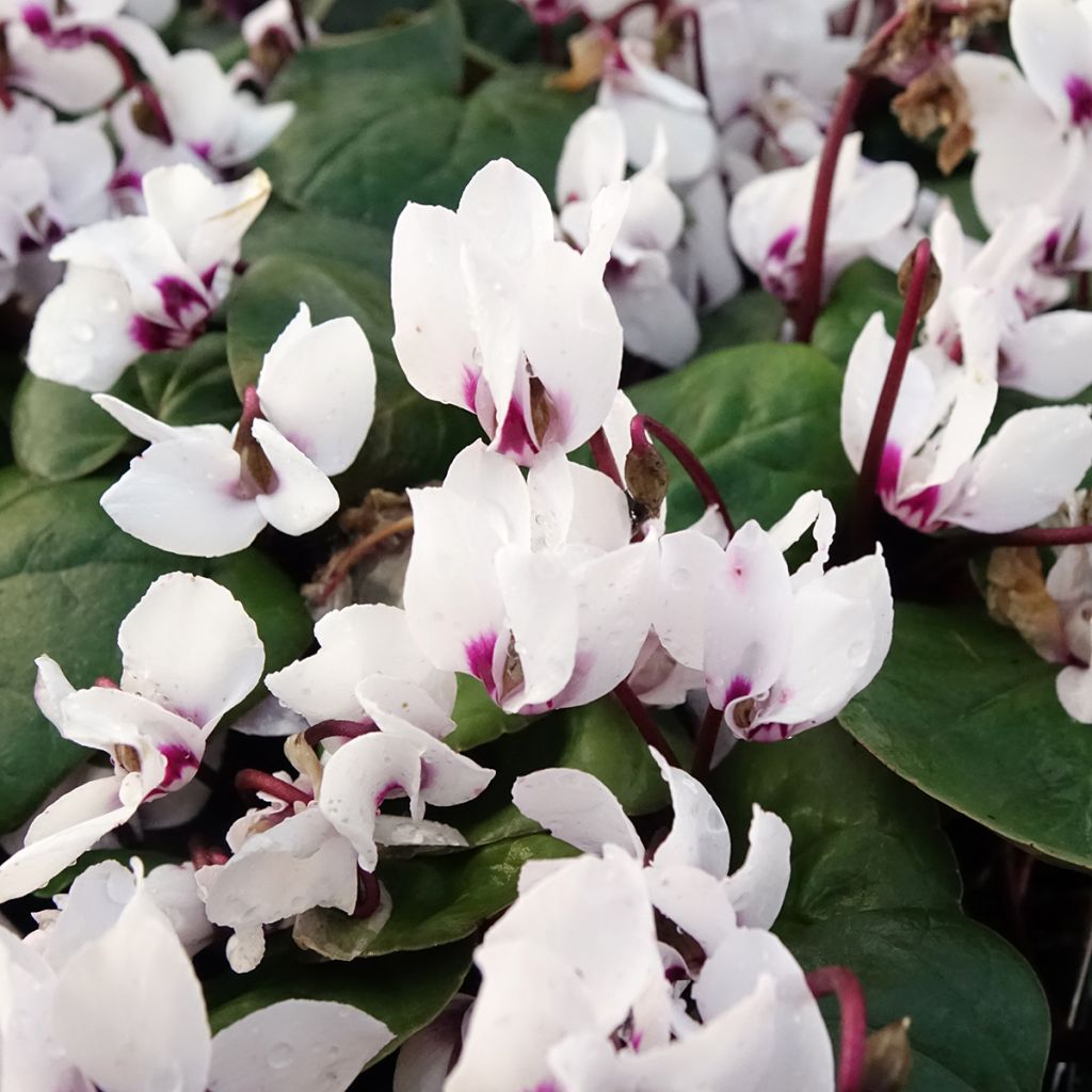 Cyclamen coum White Green