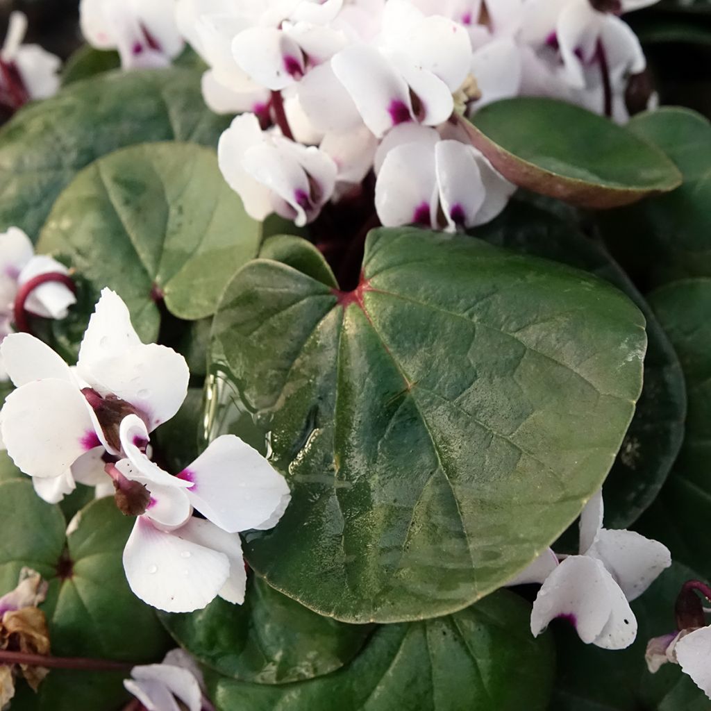 Cyclamen coum White Green