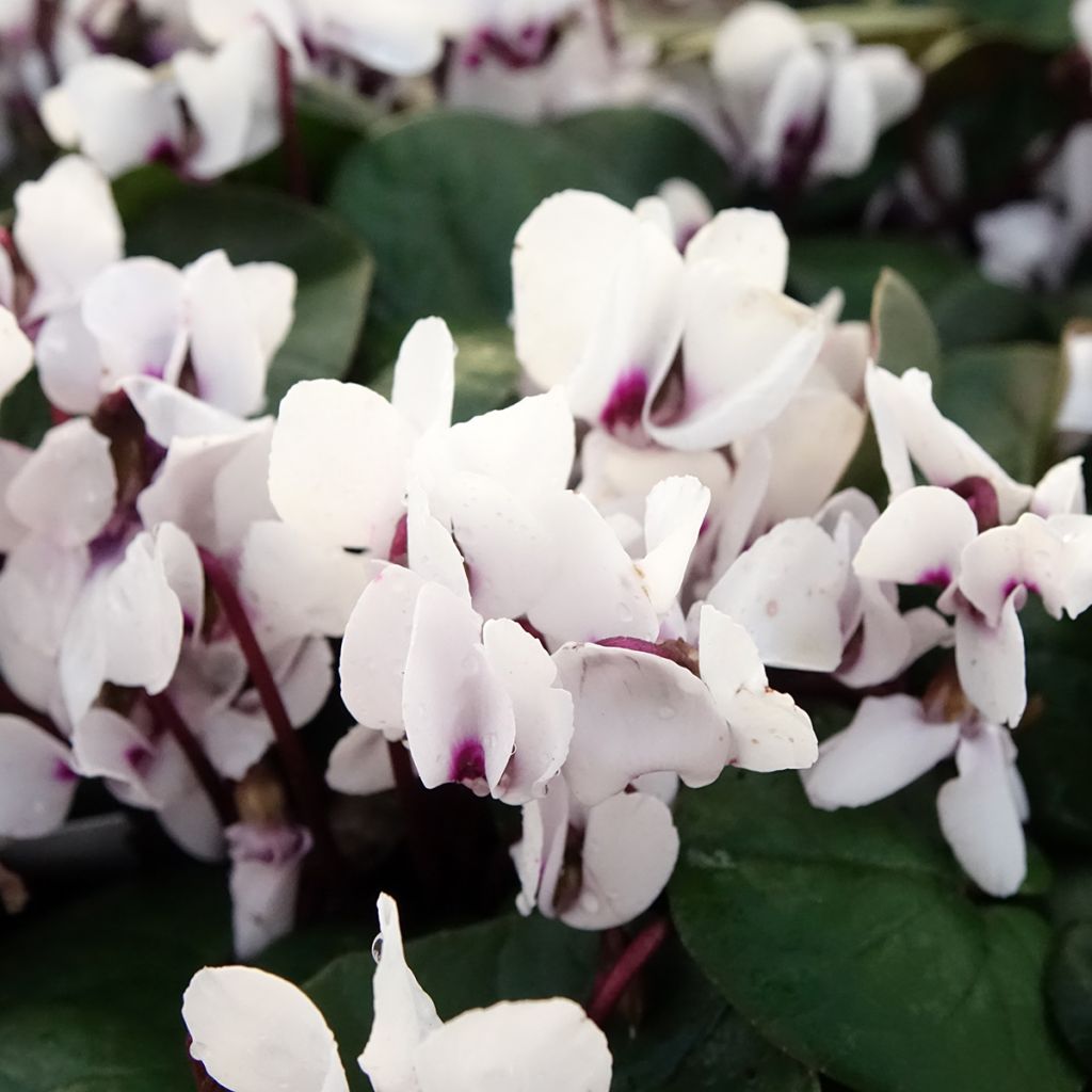 Cyclamen coum White Green