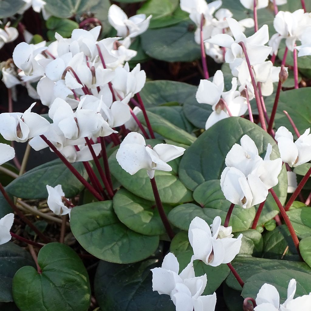 Cyclamen coum White Green