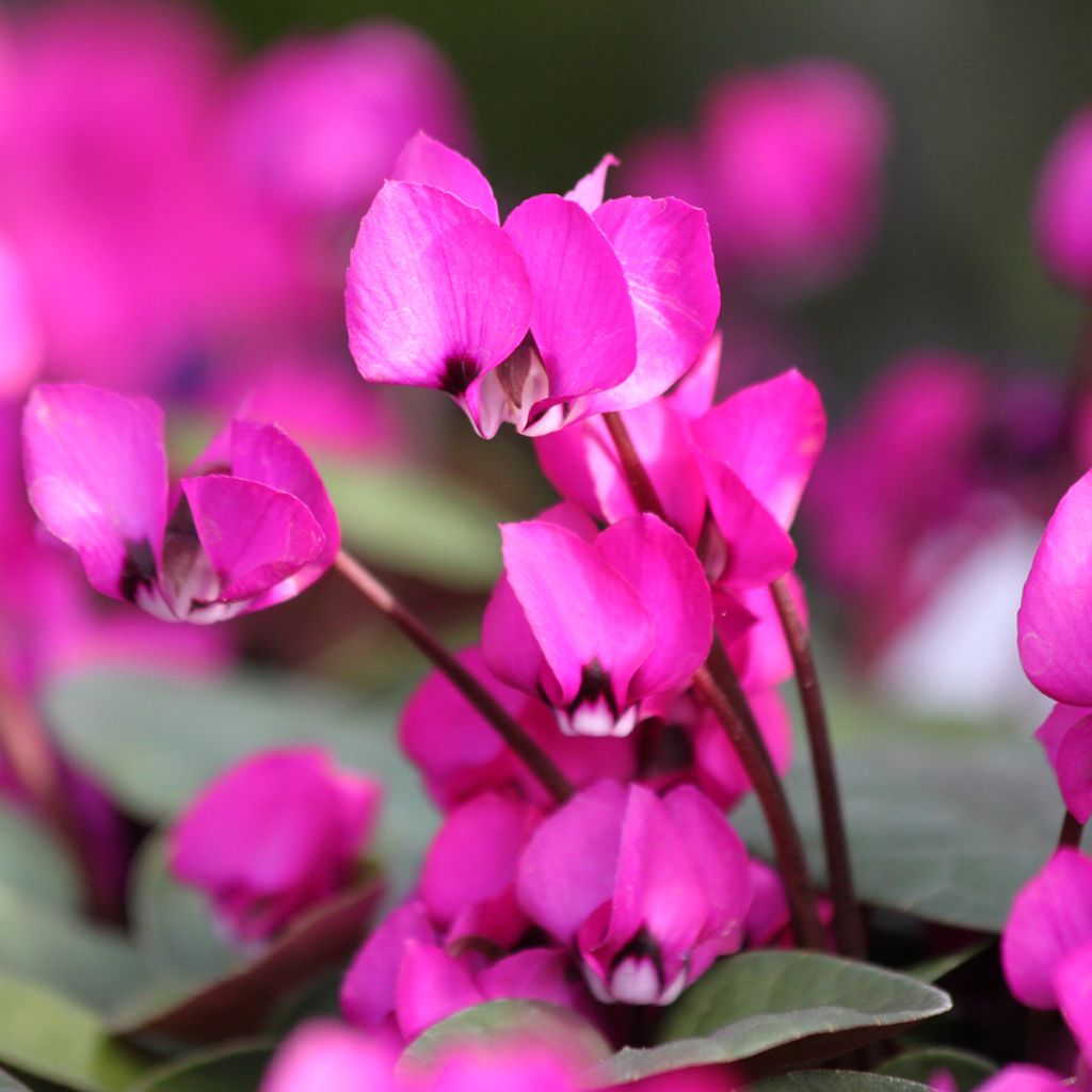 Cyclamen coum Fuschia feuillage vert