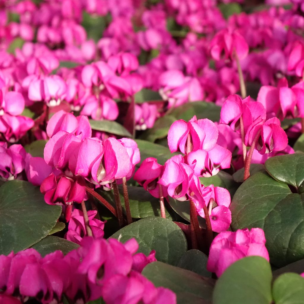 Cyclamen coum Fuschia feuillage vert