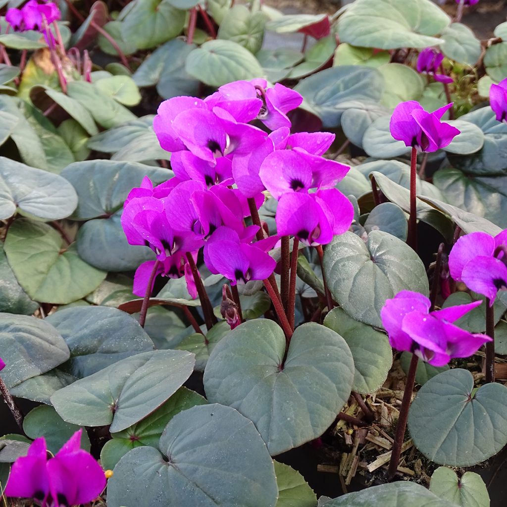 Cyclamen coum Fuschia feuillage vert