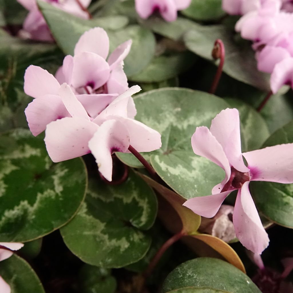 Cyclamen coum Pink Marbel