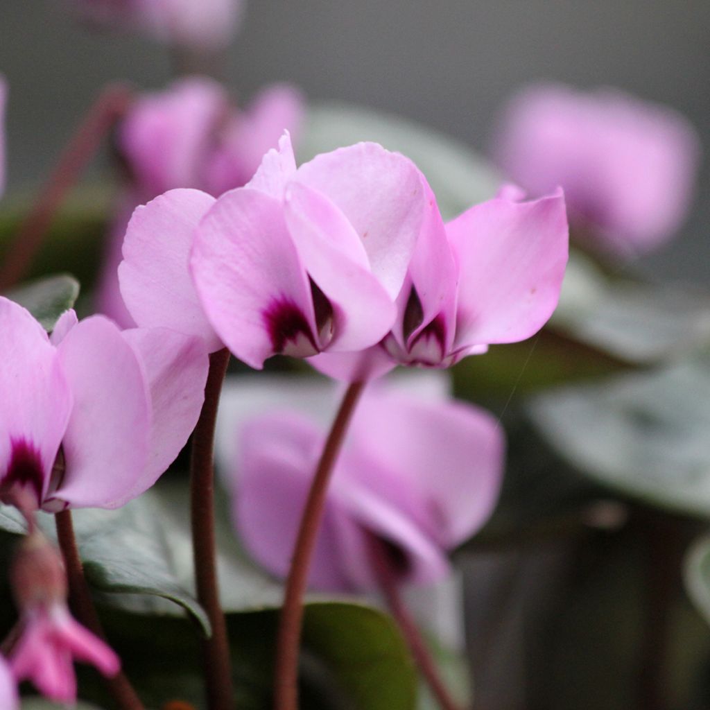 Cyclamen coum Pink Marbel