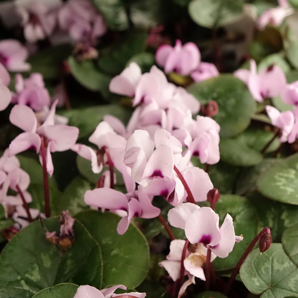 Cyclamen coum Pink Marbel