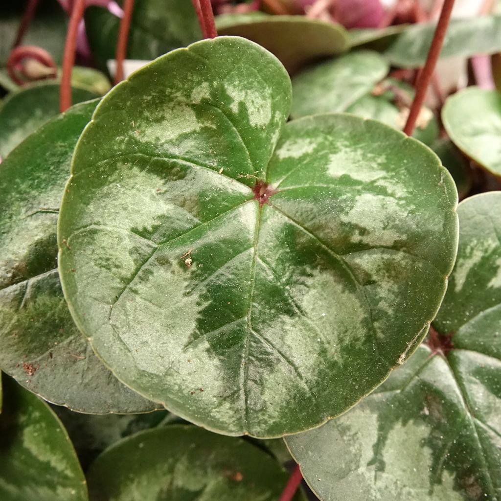 Cyclamen coum Pink Marbel