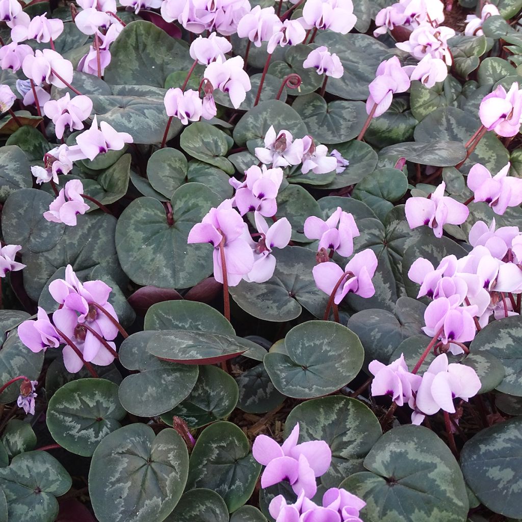 Cyclamen coum Pink Marbel