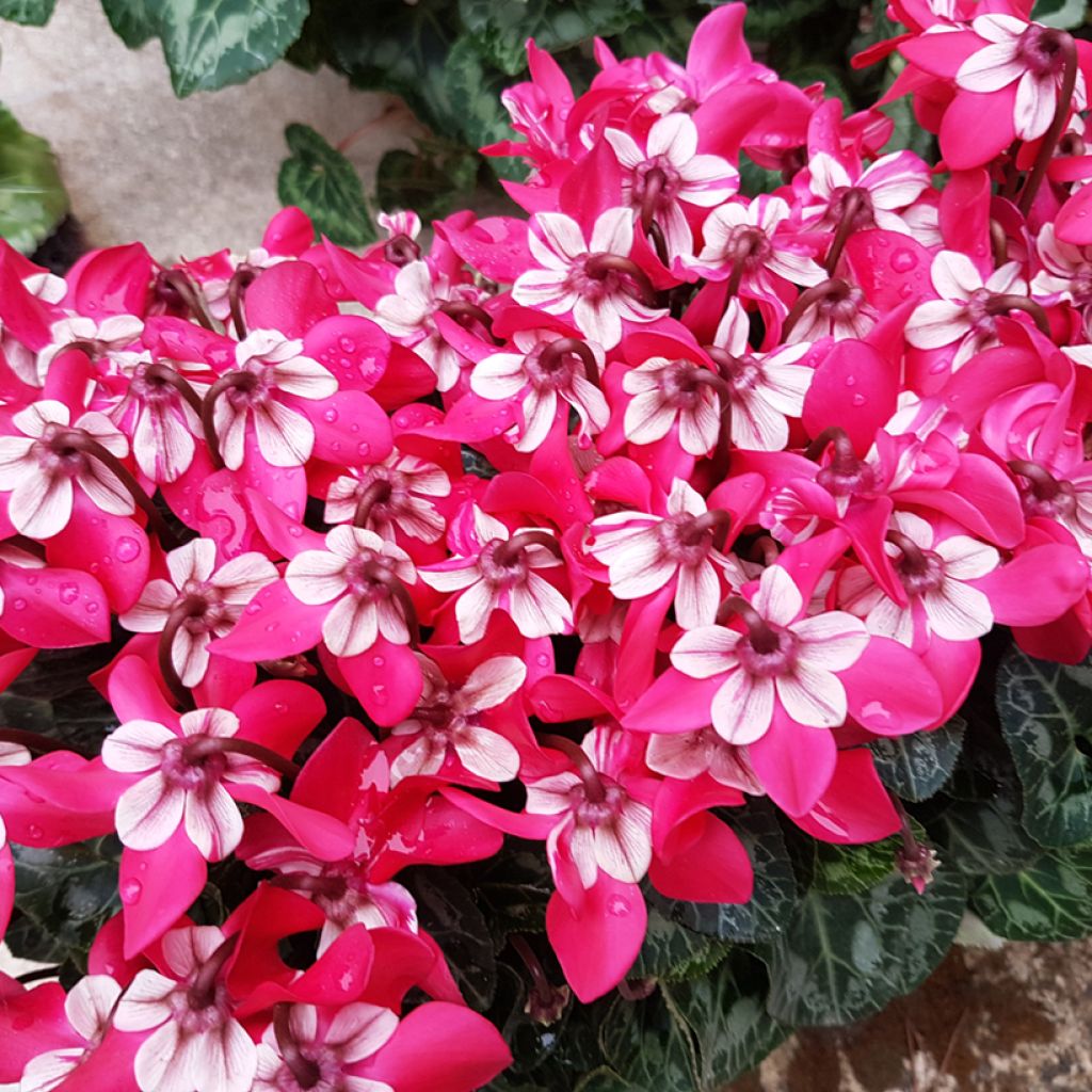 Cyclamen Mini Djix Red - Cyclamen hybride F1