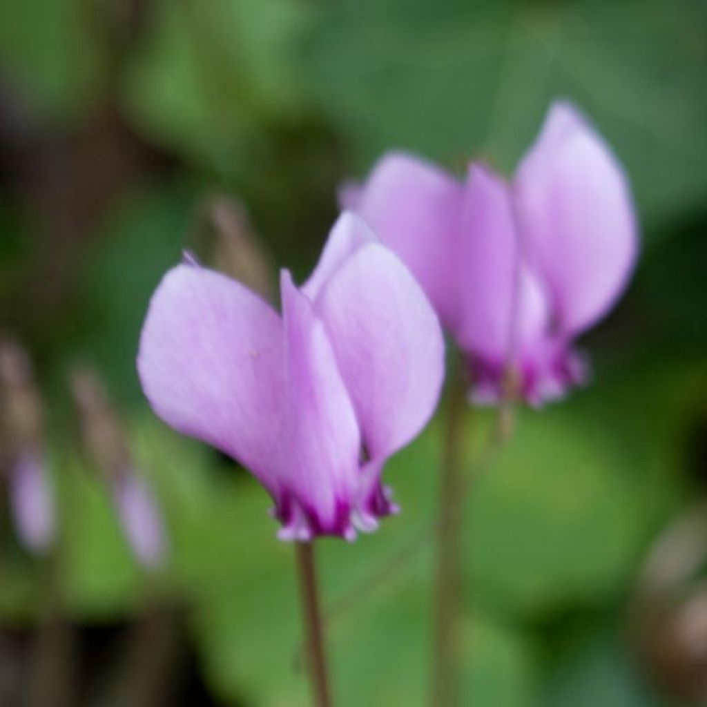 Cyclamen hederifolium