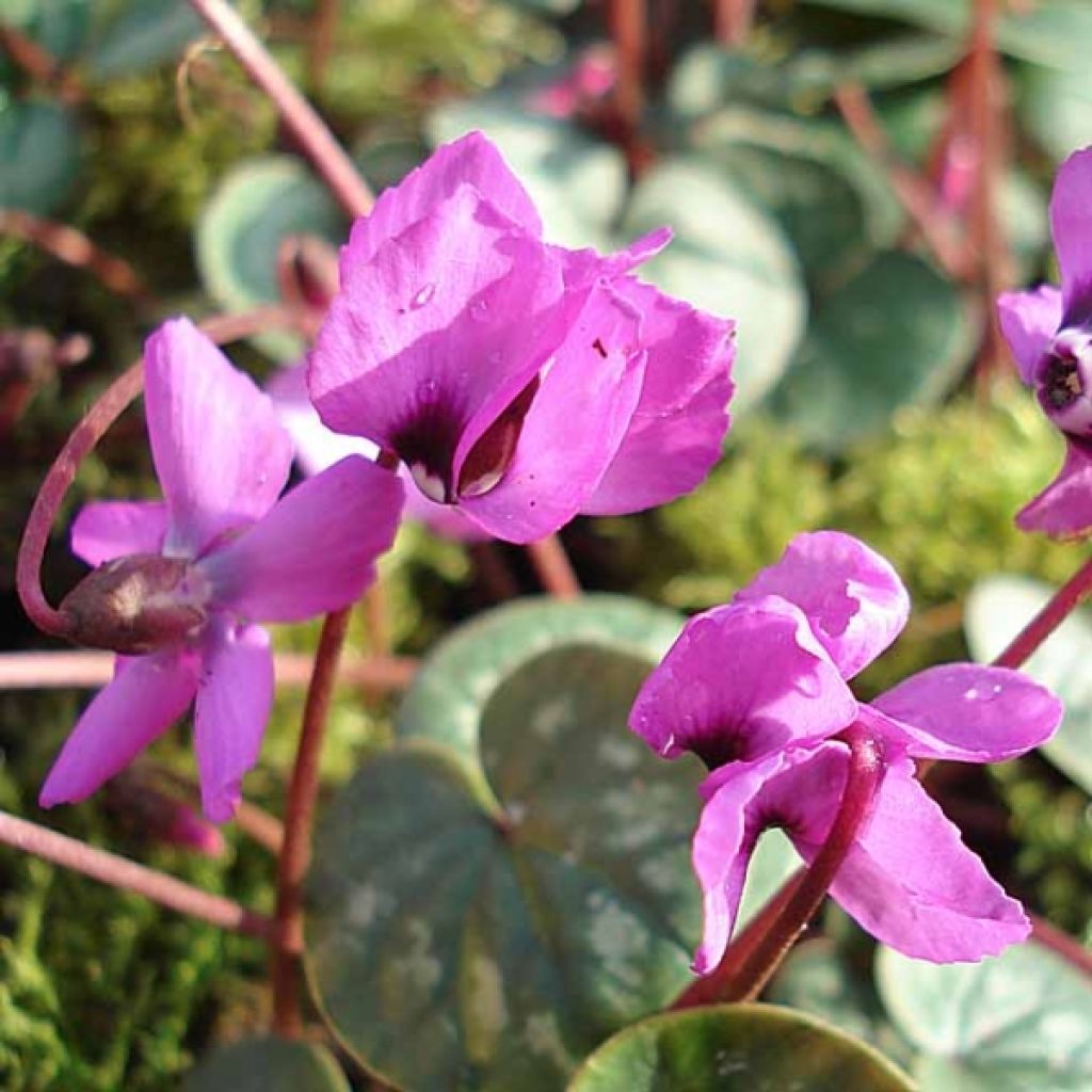 Cyclamen coum Rose en godet