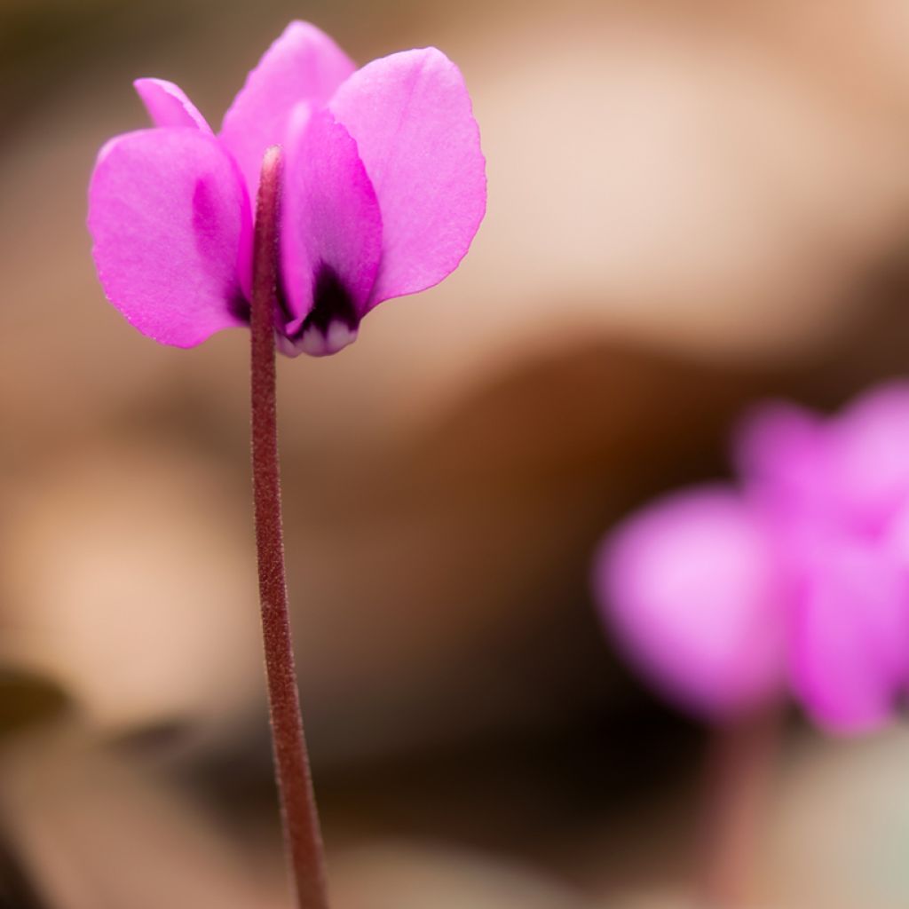 Cyclamen coum Rose en godet