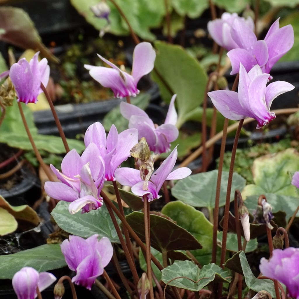 Cyclamen de Naples rose