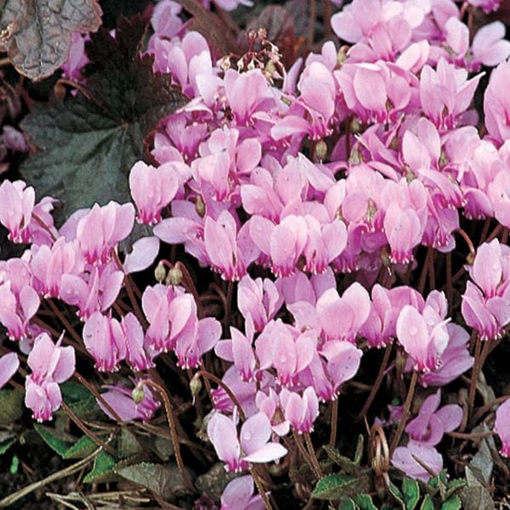 Cyclamen hederifolium