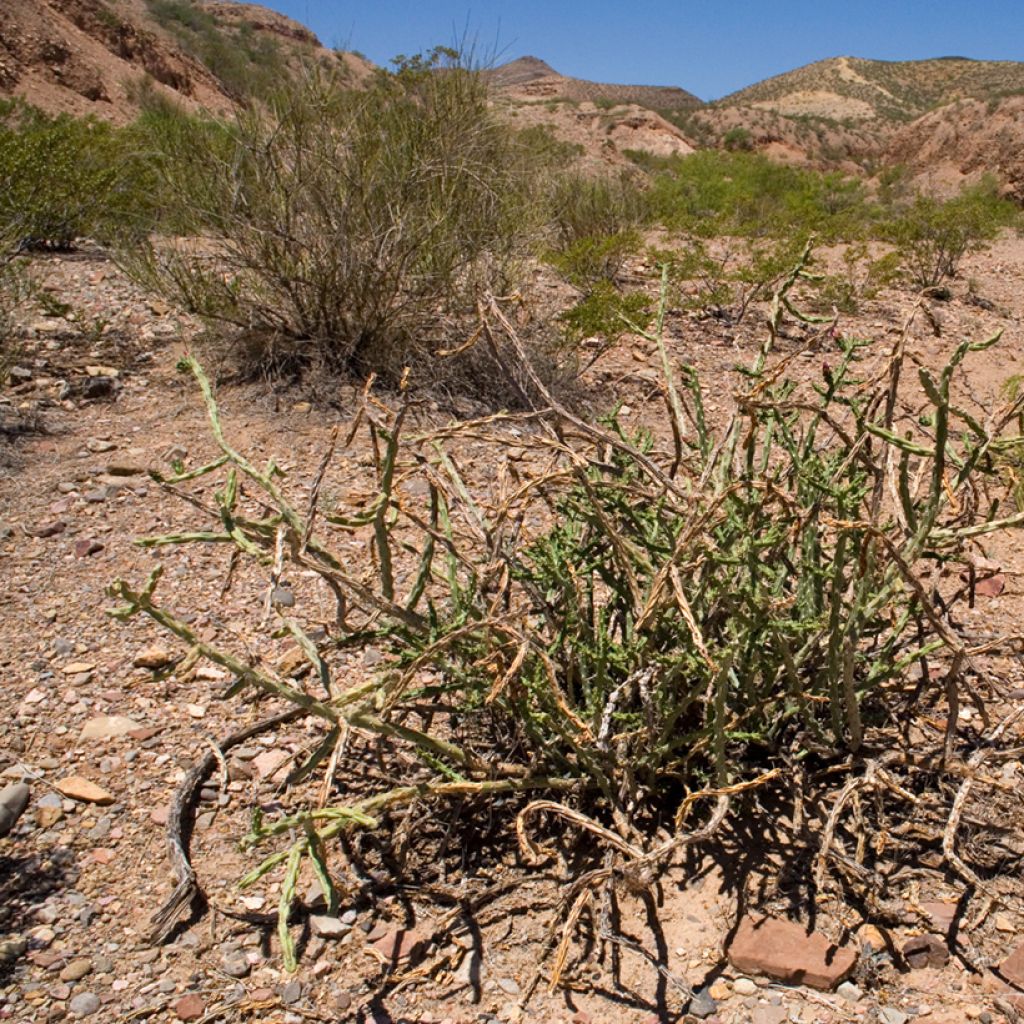 Cylindropuntia kleiniae