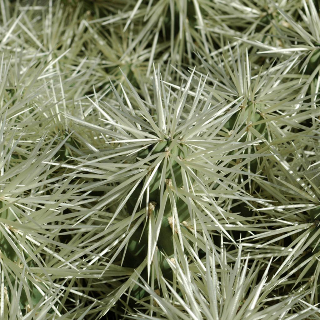 Cylindropuntia ou Opuntia tunicata 