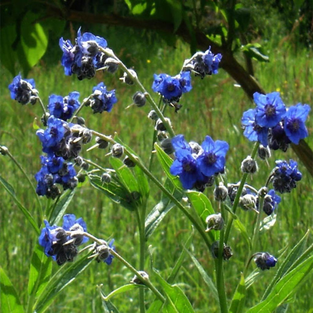 Cynoglossum nervosum - Langue de chien - Cynoglosse