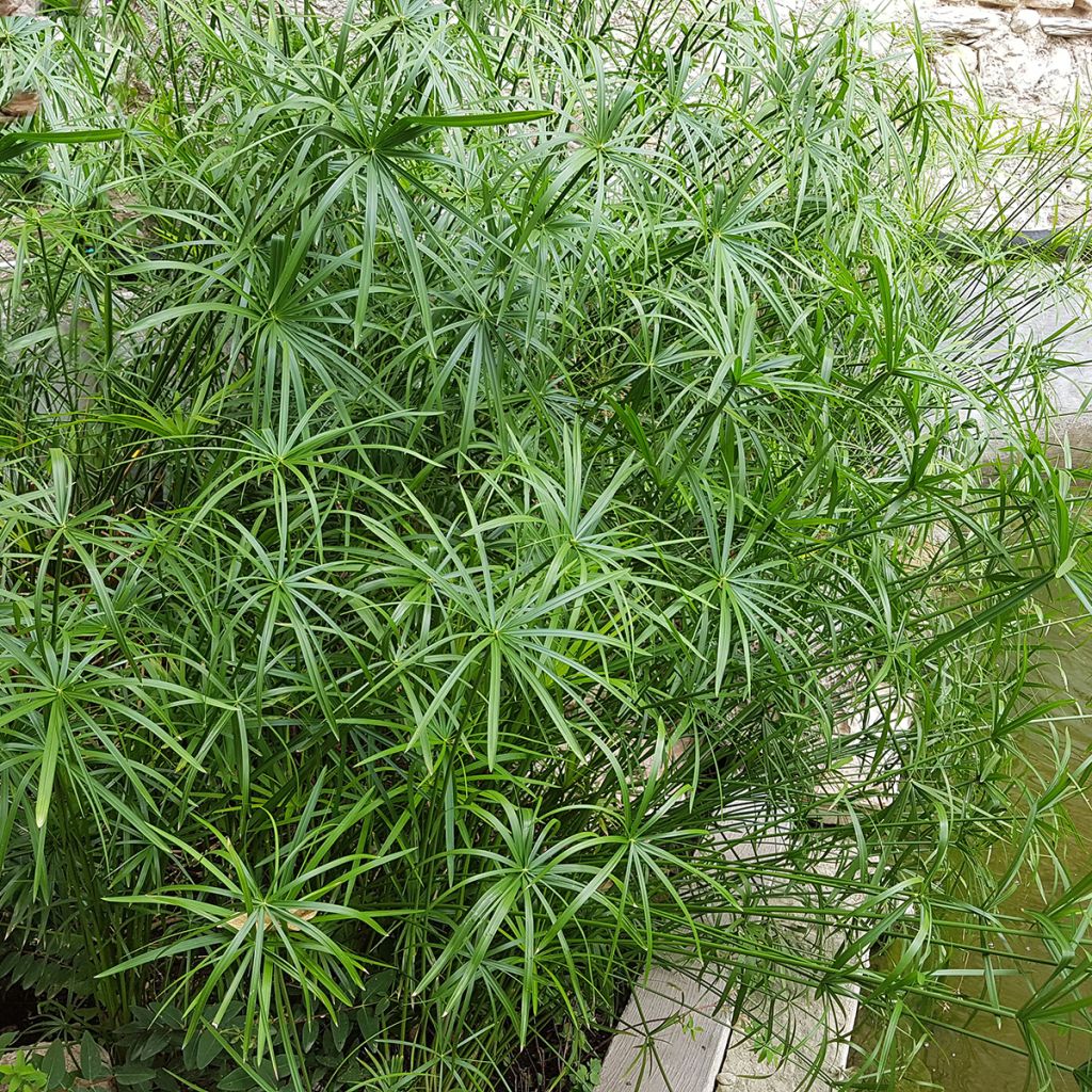 Cyperus alternifolius - Paragüitas