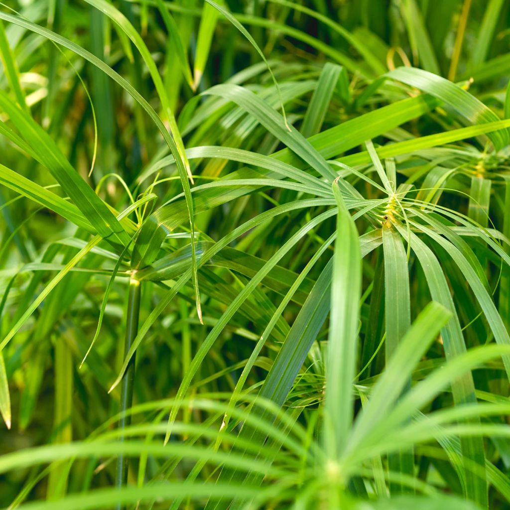 Cyperus alternifolius - Paragüitas