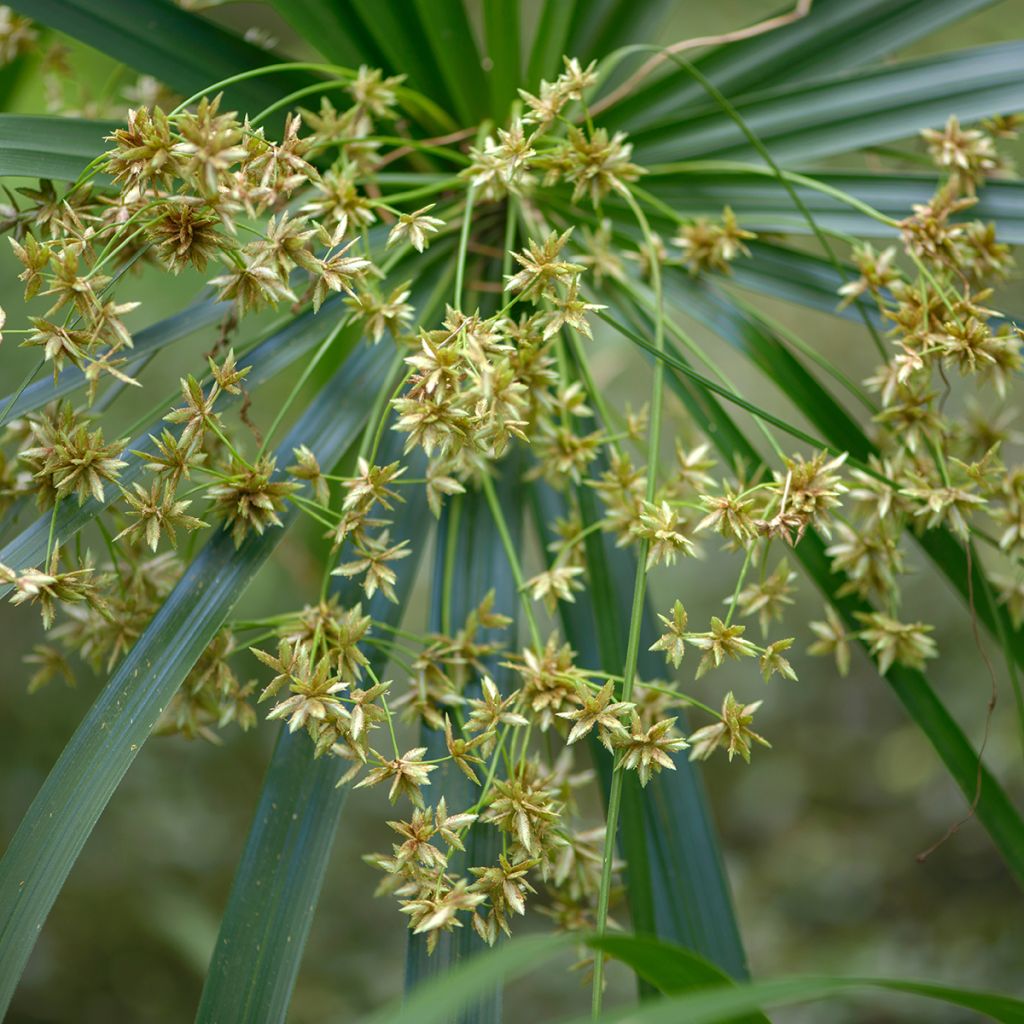 Cyperus alternifolius - Paragüitas