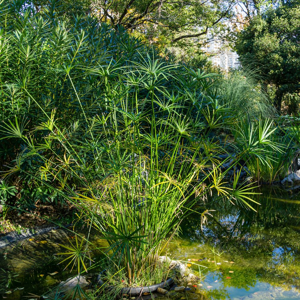 Cyperus alternifolius - Paragüitas