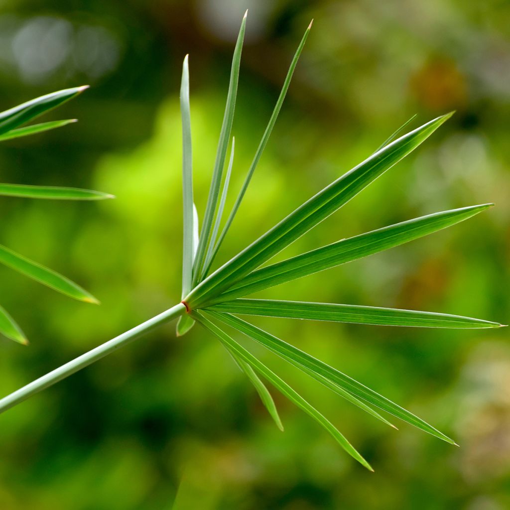 Cyperus involucratus - Paragüita