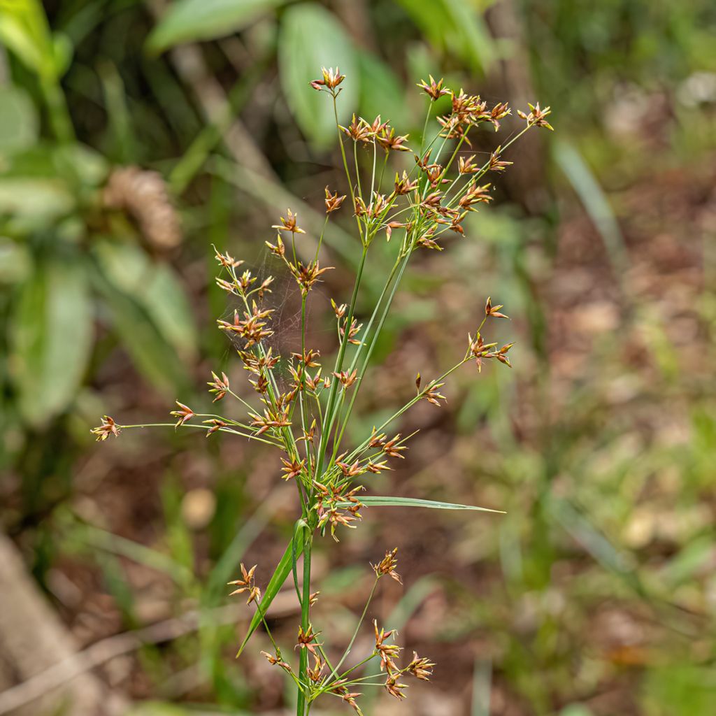 Cyperus longus - Juncia loca