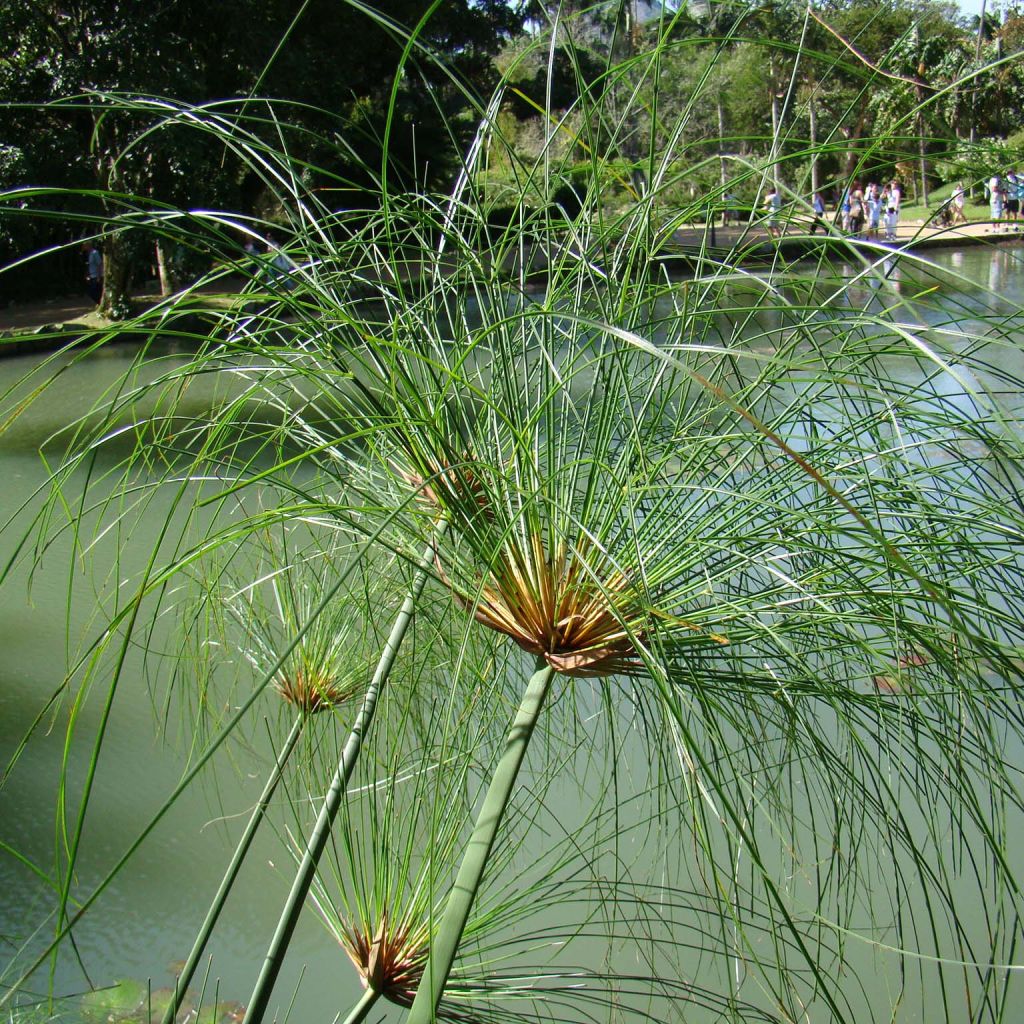 Cyperus papyrus - Papyrus