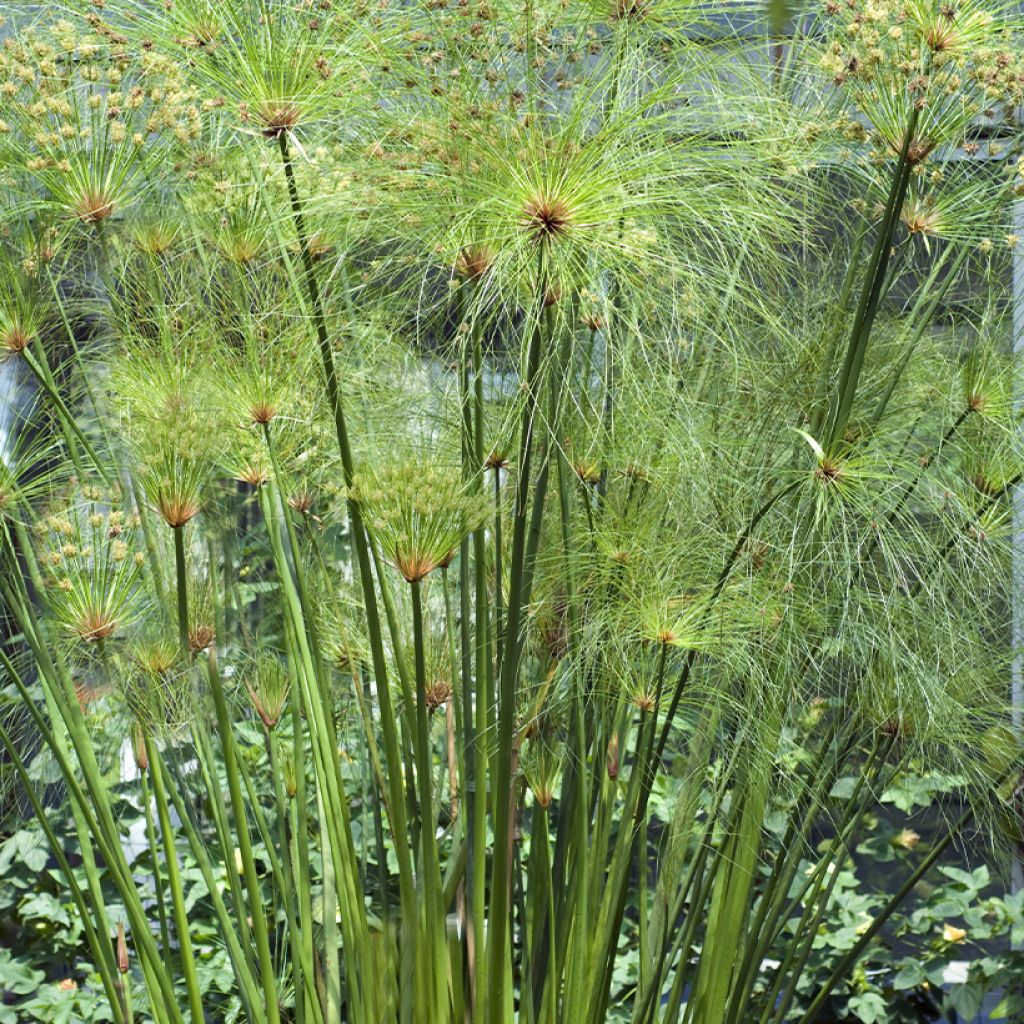 Cyperus papyrus - Papiro