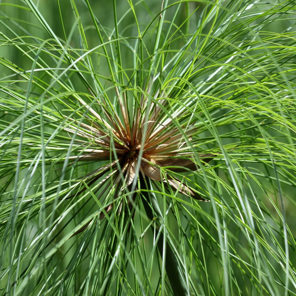 Cyperus papyrus - Papiro