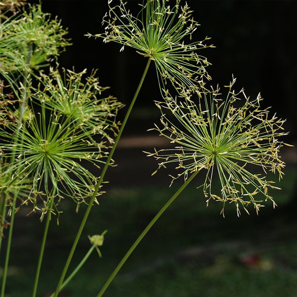 Cyperus prolifer - Papiro enano