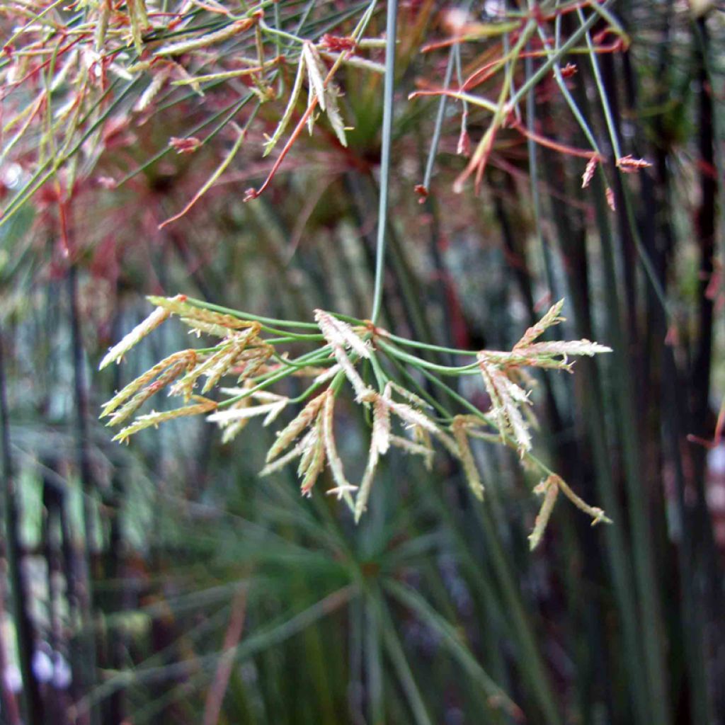 Cyperus prolifer - Papiro enano