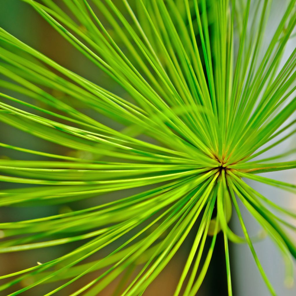 Cyperus prolifer - Papiro enano