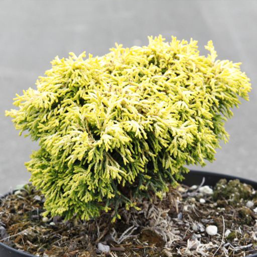 Cyprès hinoki du Japon - Chamaecyparis obtusa Butterball